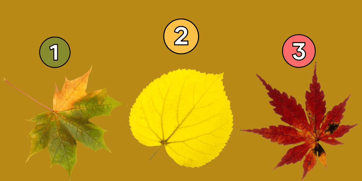 Join in the 'pick a leaf' personality test: are you a lover, joker or friend?