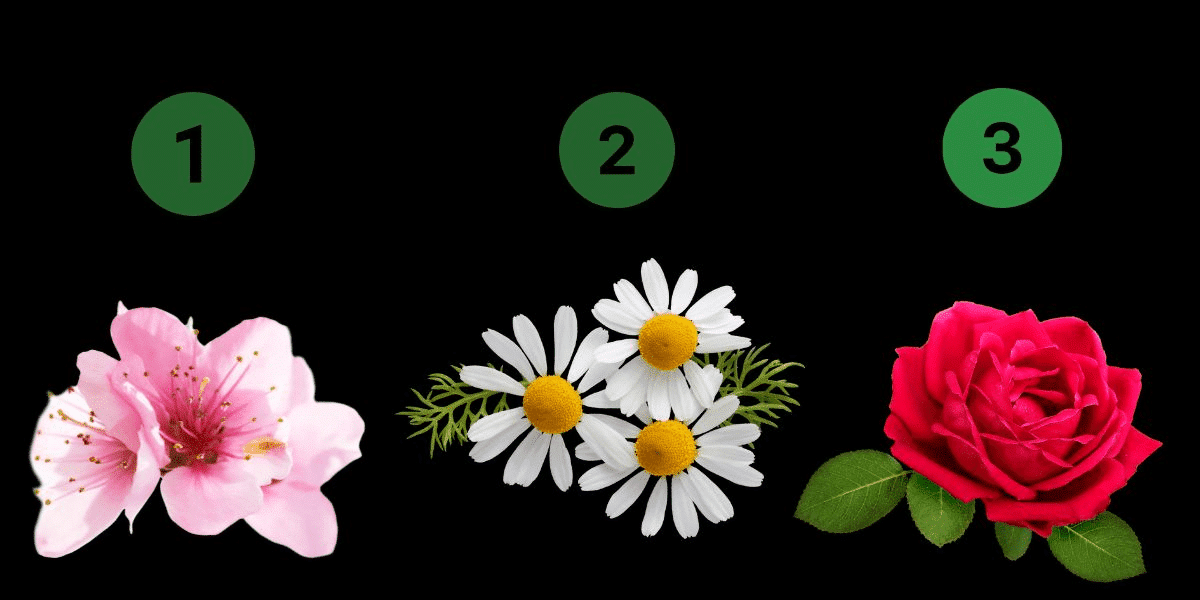 Uncover your inner magnet, anchor, or compass with this insightful flower personality test!