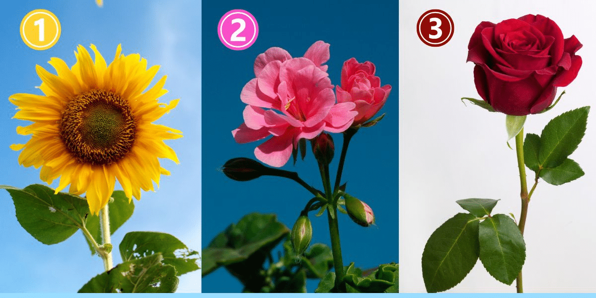 Personality test: choose a flower to reveal new fun elements of your personality today!