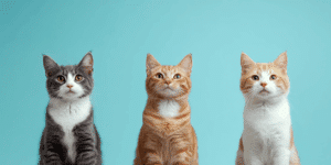 Uncover your personality traits with this quirky cat-themed test!