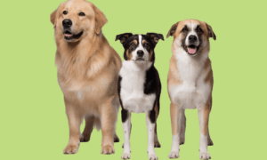 Uncover your true self: the dog image personality test that reveals all